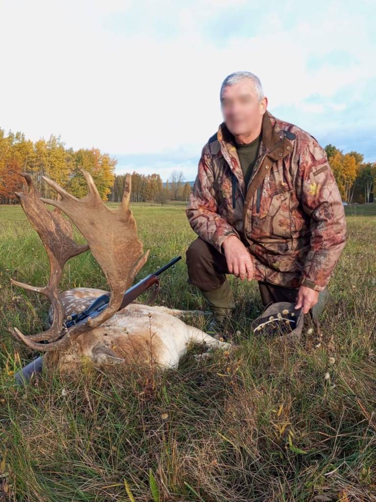 Polowanie na daniela w Polsce – AMM Chasse